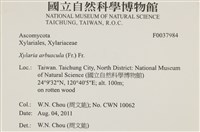 登錄號:F0037984藏品圖，第2張