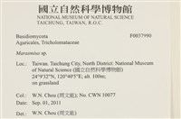 小皮傘屬藏品圖，第2張
