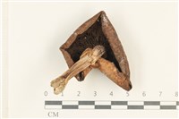 登錄號:F0037991藏品圖，第3張