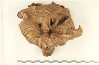 登錄號:F0037992藏品圖，第1張