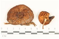 登錄號:F0037993藏品圖，第1張