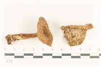 登錄號:F0037996藏品圖，第1張