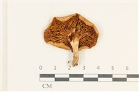 登錄號:F0037999藏品圖，第3張