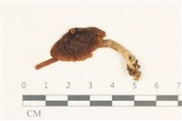 登錄號:F0038000藏品圖，第1張