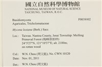 利氏小菇藏品圖，第2張