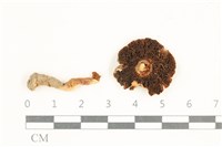 登錄號:F0038005藏品圖，第3張