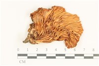 登錄號:F0038007藏品圖，第3張