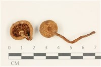 登錄號:F0038008藏品圖，第1張