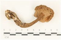 登錄號:F0038010藏品圖，第3張