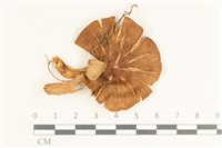 登錄號:F0038013藏品圖，第1張