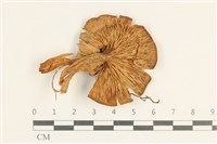 登錄號:F0038013藏品圖，第3張