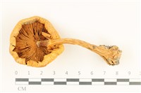 登錄號:F0038015藏品圖，第3張