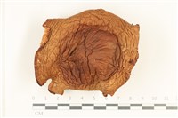 登錄號:F0038016藏品圖，第1張