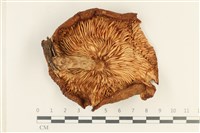 登錄號:F0038016藏品圖，第3張