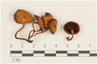 登錄號:F0038017藏品圖，第1張