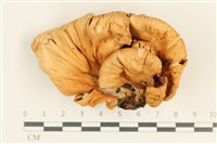登錄號:F0038019藏品圖，第1張