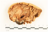 登錄號:F0038019藏品圖，第3張
