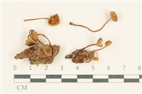 登錄號:F0038020藏品圖，第1張
