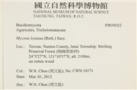 利氏小菇藏品圖，第2張