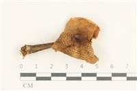 登錄號:F0038023藏品圖，第1張