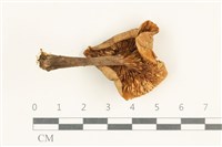 登錄號:F0038023藏品圖，第3張