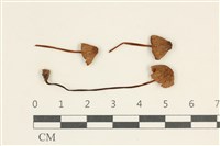 登錄號:F0038026藏品圖，第1張