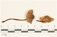 登錄號:F0038027藏品圖，第1張