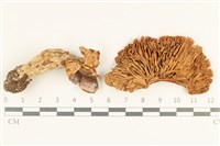 登錄號:F0038028藏品圖，第3張