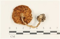 登錄號:F0038029藏品圖，第3張