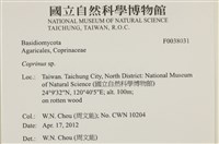 鬼傘屬藏品圖，第2張