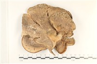 登錄號:F0038032藏品圖，第3張