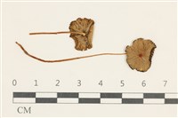 登錄號:F0038033藏品圖，第1張