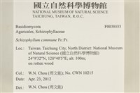 裂褶菌藏品圖，第2張