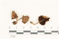 登錄號:F0038042藏品圖，第1張