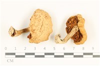 登錄號:F0038044藏品圖，第1張