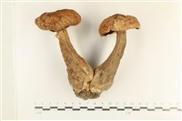 登錄號:F0038045藏品圖，第1張
