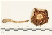 登錄號:F0038047藏品圖，第3張