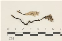 登錄號:F0038049藏品圖，第1張