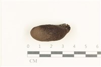 炭角菌屬藏品圖，第1張