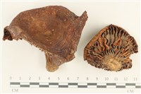 登錄號:F0038054藏品圖，第1張