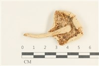 登錄號:F0038055藏品圖，第3張