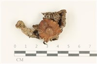 登錄號:F0038057藏品圖，第1張