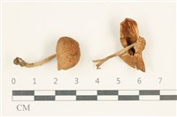 登錄號:F0038061藏品圖，第1張
