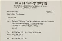鬼傘屬藏品圖，第2張