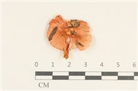 登錄號:F0038078藏品圖，第1張