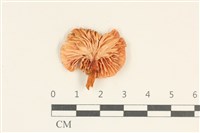 登錄號:F0038078藏品圖，第3張