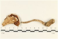 登錄號:F0038079藏品圖，第1張