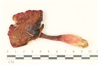 登錄號:F0038080藏品圖，第1張