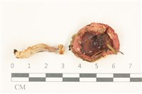 登錄號:F0038082藏品圖，第1張