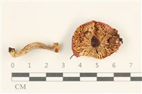 登錄號:F0038082藏品圖，第3張